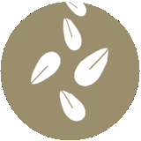 GRANOS DE SÉSAMO